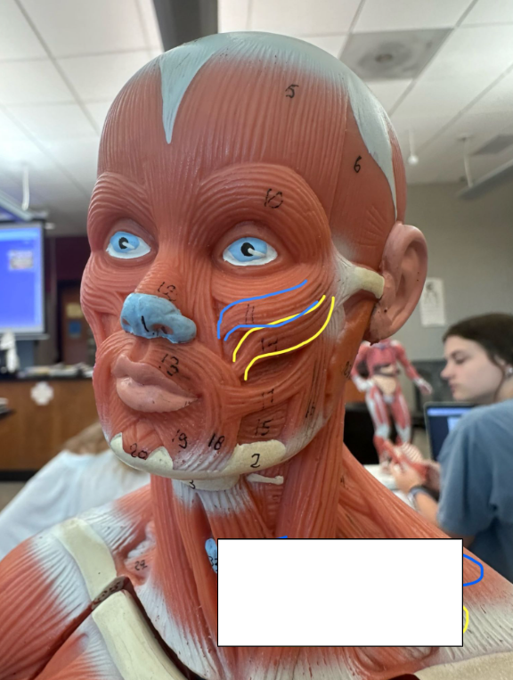 <p>What muscle is the yellow and blue line indicating? What action does this muscle perform? </p><p>What is the origin and insertion of this muscle?</p>