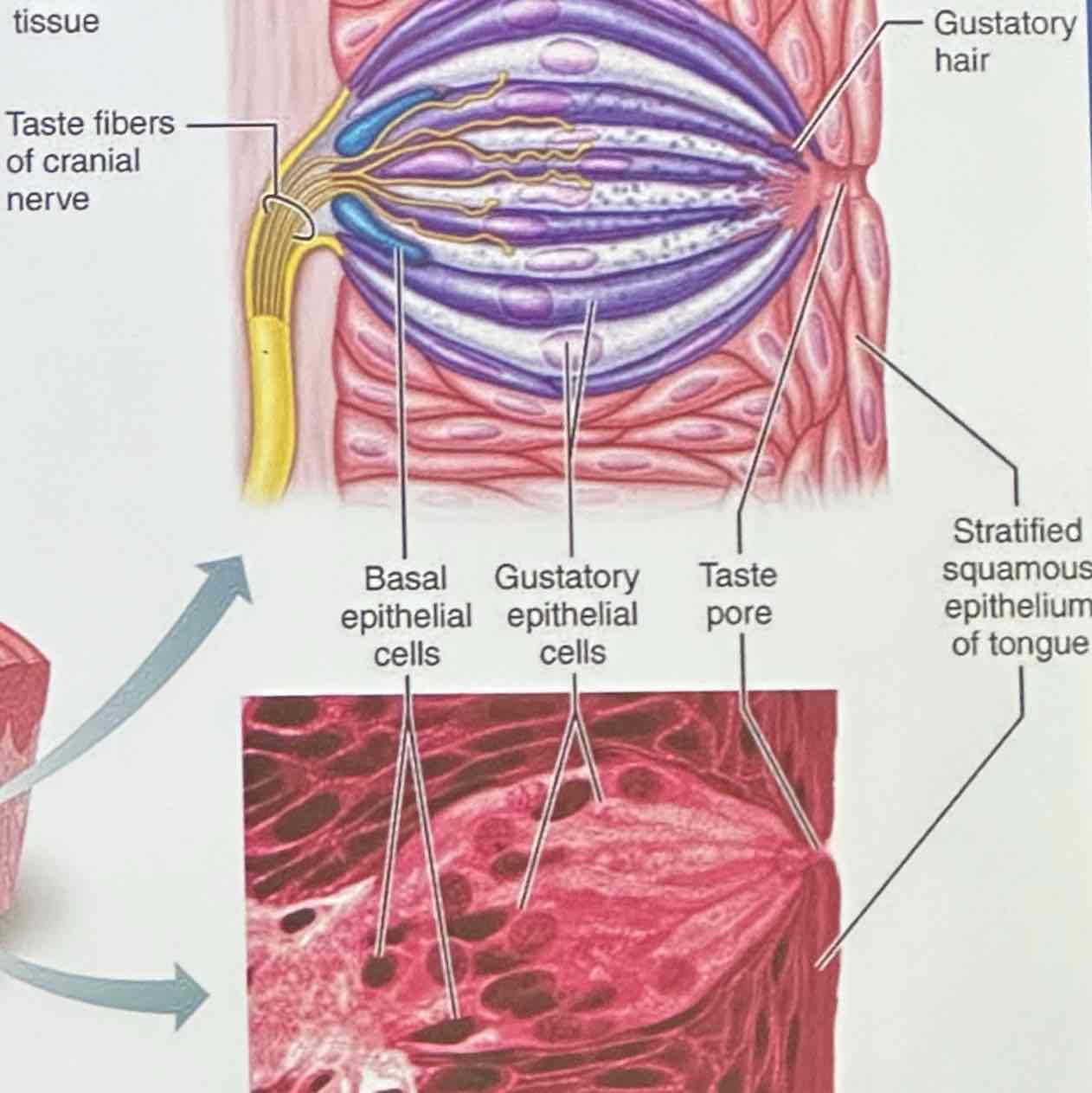 <p>gustatory epithelial cells and basal epithelial cells</p>
