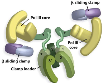 <p><span>Polimeraza III ima 9 podenot. Te podenote so osrednji encim (alfa, epsilon in theta) imamo še drsno oponko, ki pospeši delovanje encima (beta) ter naloževalce drsne oponke (tao, gama, sigma, sigma', hi, psi)-&gt;gama kompleks (tao je izvzet?)</span></p><p><span>alfa enota ima polimerazno vlogo, beta ima vlogo tvorjenja drsne vponke, tao ATPazno aktivnost in povzroči dimerizacijo jedra; epsilon ima 3'-5' eksonukleazno aktivnost; gama kompleks pa poveča procesivnost in pa asistira pri tvorjenju replisoma.</span></p>