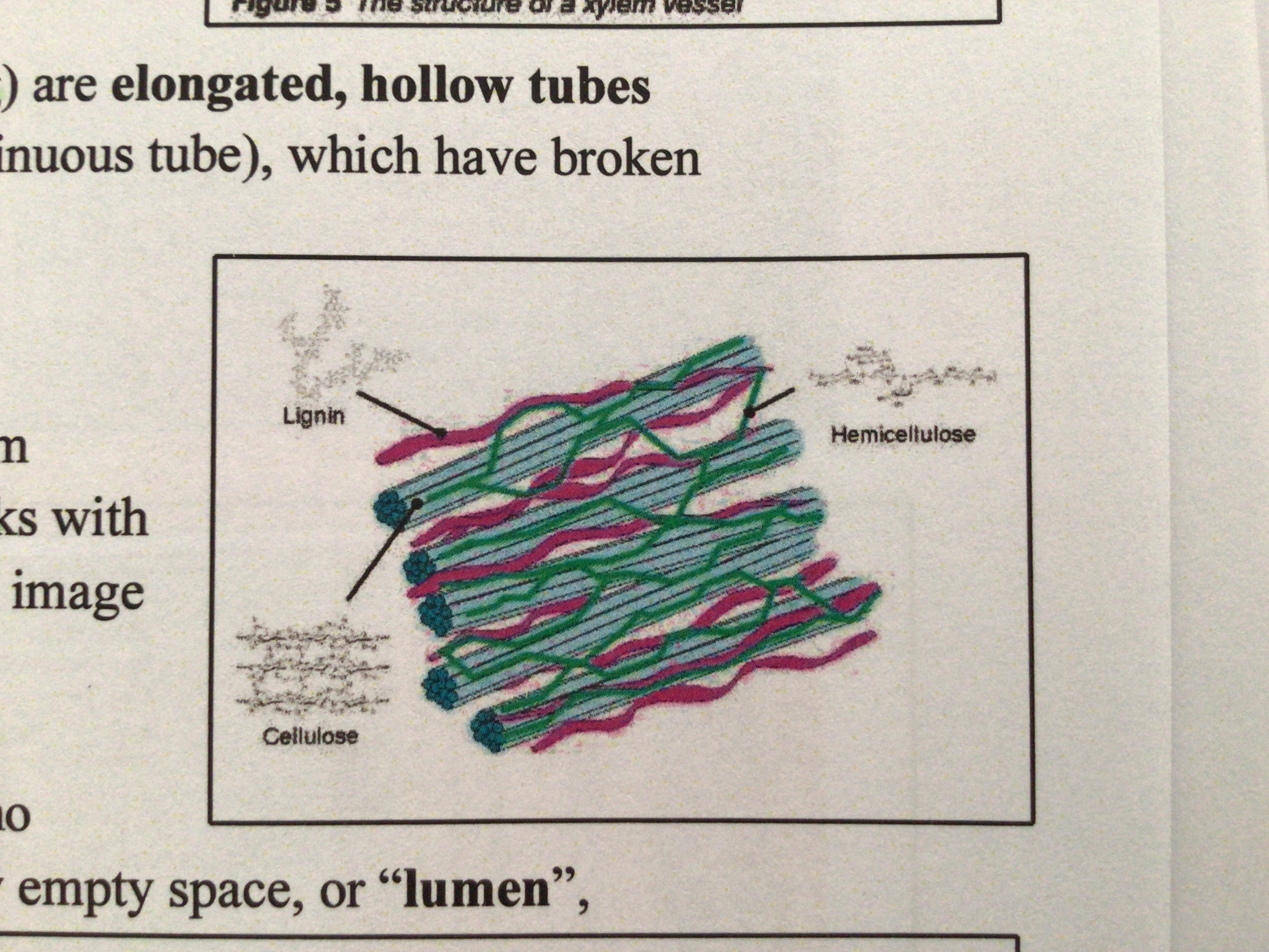 <p>impermeable, hemicelluloses</p>