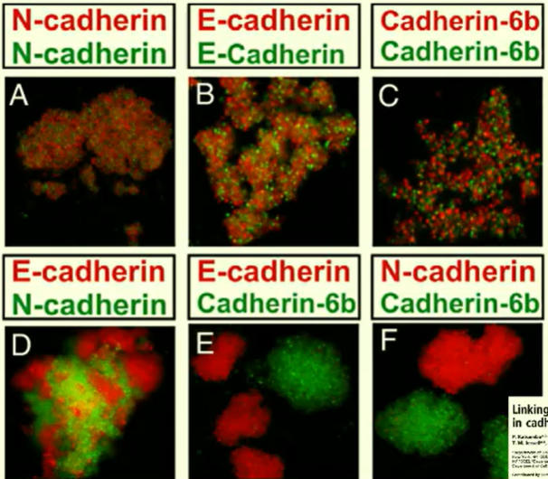 <p>Place detached cells in a dish with ECM proteins and observe how they connect. This defines whether a cell adhesion molecule function properly.</p>