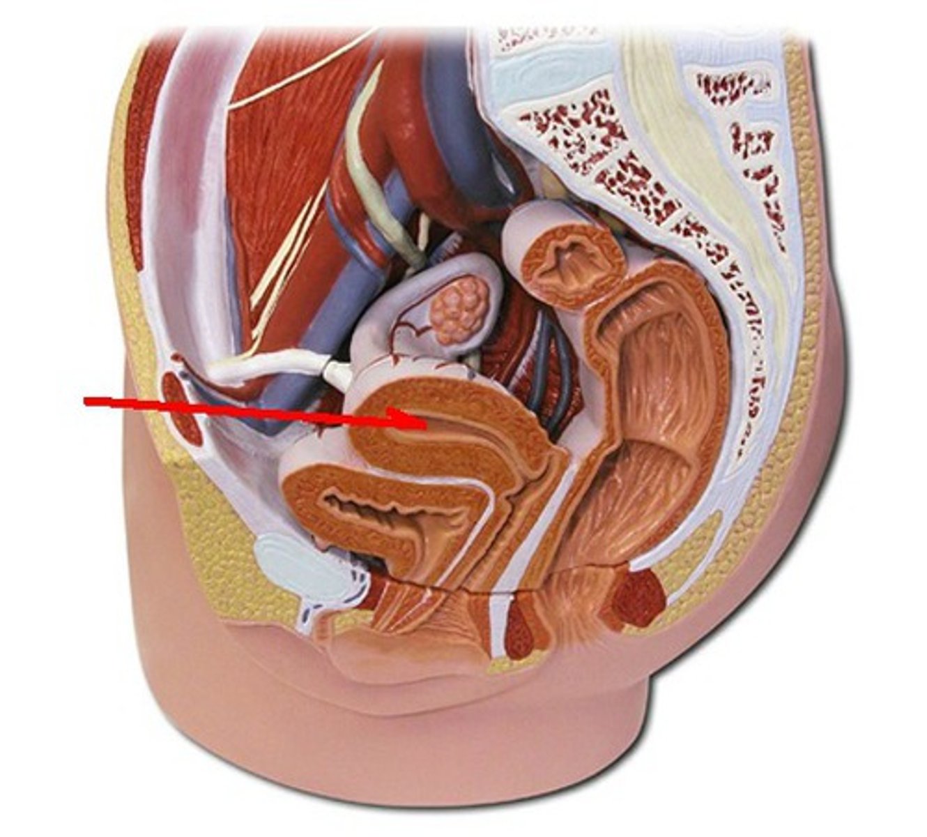 <p>What part of the male reproductive system is this?</p>