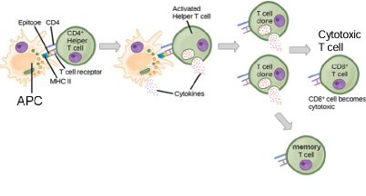 <p>bind to antigens on APC cytokines stimulate self-republication and active cytotoxic T cells and B cells (release antibodies) they check if the B-cell found a pathogen</p>