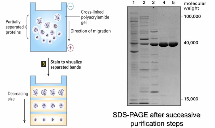 <ul><li><p>intentionally denatures protein&nbsp;</p></li><li><p>Denature with SDS and then coat them so all proteins have (-) charge&nbsp;</p><ul><li><p>Eliminates the effect of shape/charge density&nbsp;</p></li></ul></li><li><p>Load onto polyacrylamide gel </p></li><li><p>Apply current through get (all (-) proteins move towards the positive end based on their molecular weight </p><ul><li><p>Small proteins move quick, large move slow&nbsp;</p></li></ul></li></ul><p></p>