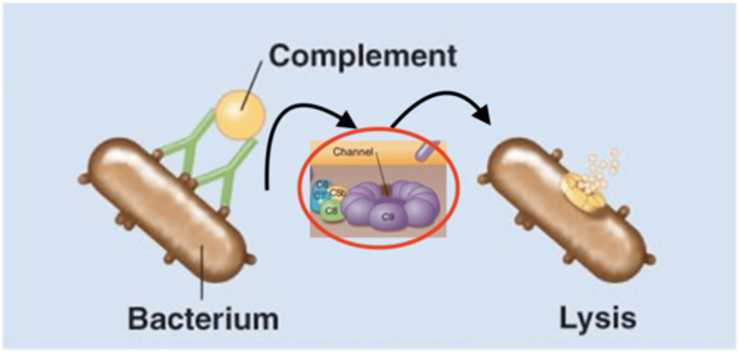 <p>Antibody effects of binding</p><p>Fill in the blank:</p><p>1. IgGs and/or IGMs activate C1</p><p>2. IgGs and/or IgMs initiate classical pathway of complement activation</p><p>3. C5b combines with C6, C7, C8, and multiple C9 to form a ____________________ in target bacterium's ____________________</p><p>4. __________ of bacterium results</p>