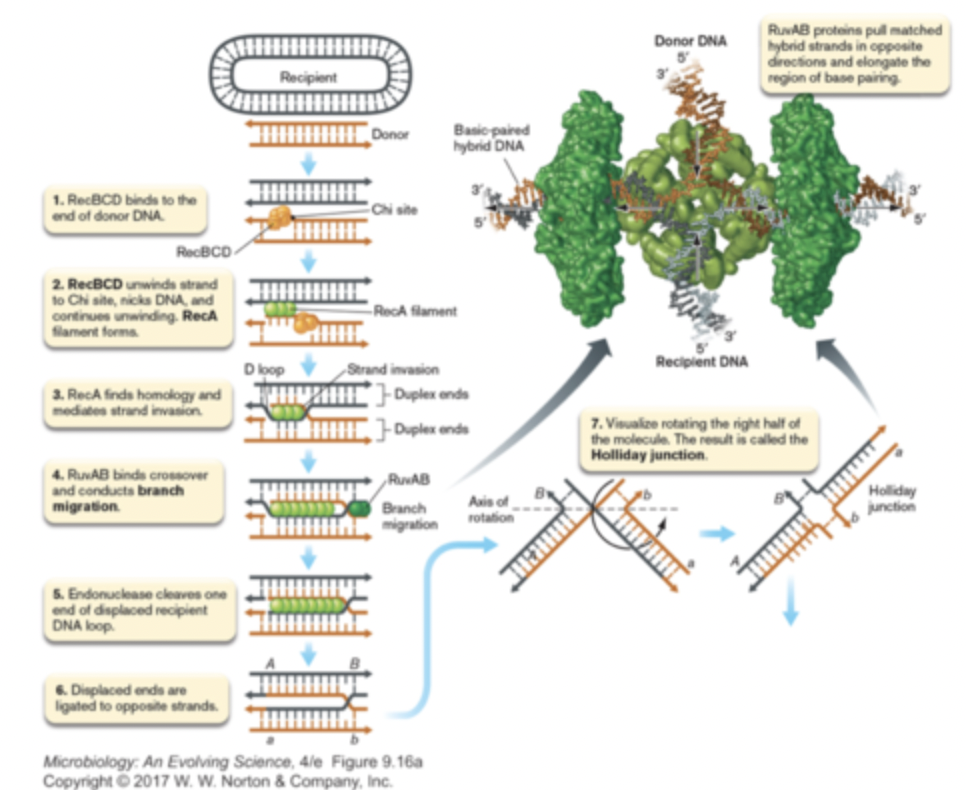 1. RecBCD binds to the end of donor DNA
2. RecBCD unwinds strand until Chi site, where it nicks the DNA and continues unwinding; then RecA filament forms
3. RecA finds homology and mediates strand invasion
4. RuvAB binds at the crossover and carries out branch migration, which extends base paring between donor and recipient strands
5. Endonuclease cleaves one end of displaced recipient DNA loop
6. Displaced ends are ligated to opposite strands
