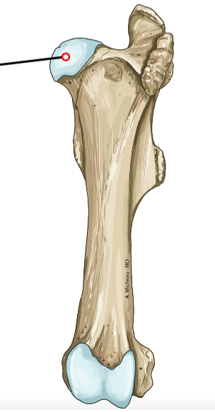 <p>Rounded proximal head; fits into acetabulum.</p>