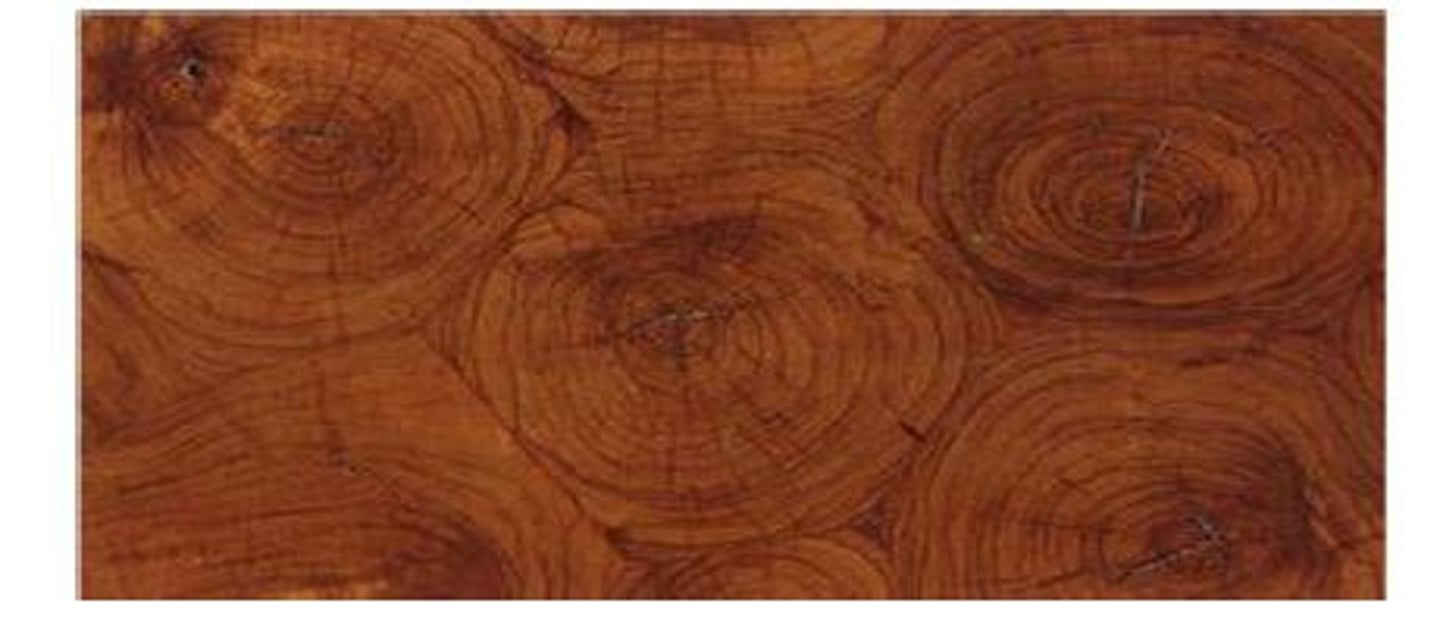 <p>A veneer of oval shapes resembling oyster shells that are cut transversely through a small tree branch or trunk.</p>