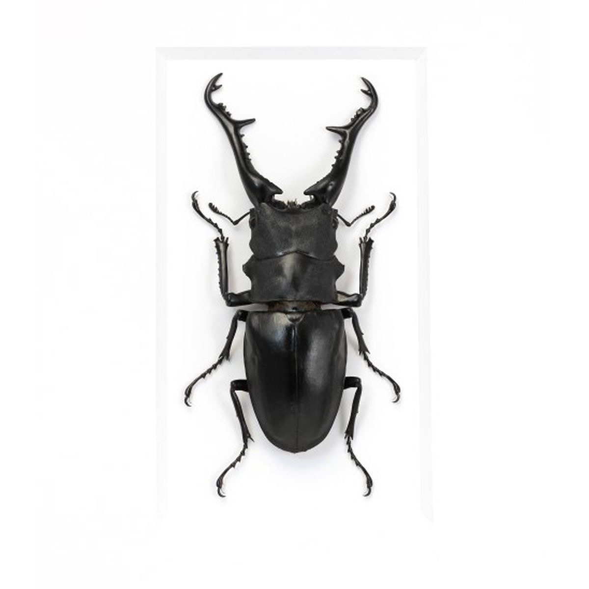 <p>Giraffe drag beetle</p>