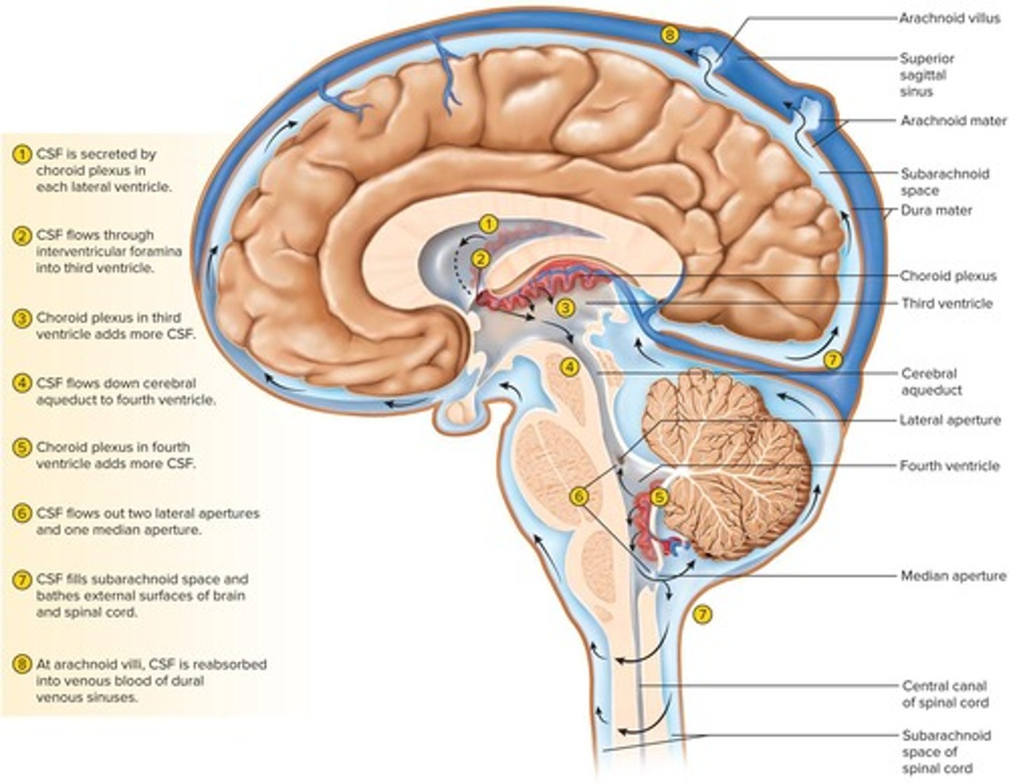 <p>A clear, colorless liquid that fills the ventricles and canals of the CNS.</p>