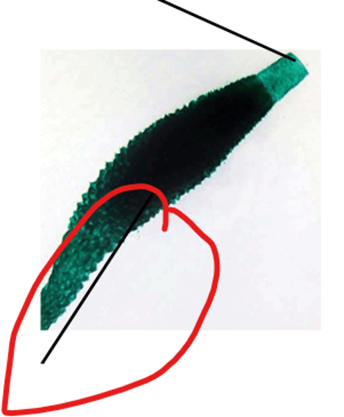 knowt flashcard image