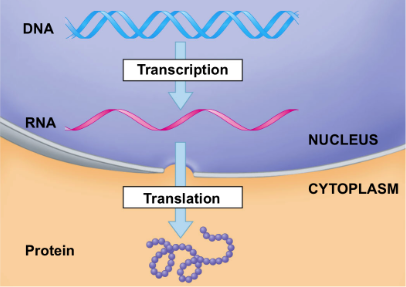 * process of making proteins
* two stages: **transcription, translation**
* Transcription: RNA gets instructions from DNA
* Translation: RNA makes proteins based off instructions