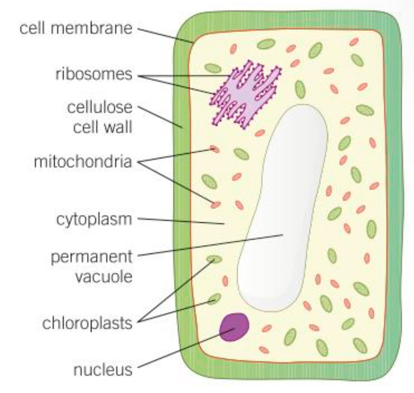 <p>Contains chlorophyll which absorbs sunlight so the plant can create food via photosynthesis </p>