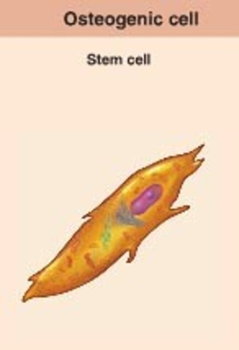 <p>develops into an osteoblast</p>