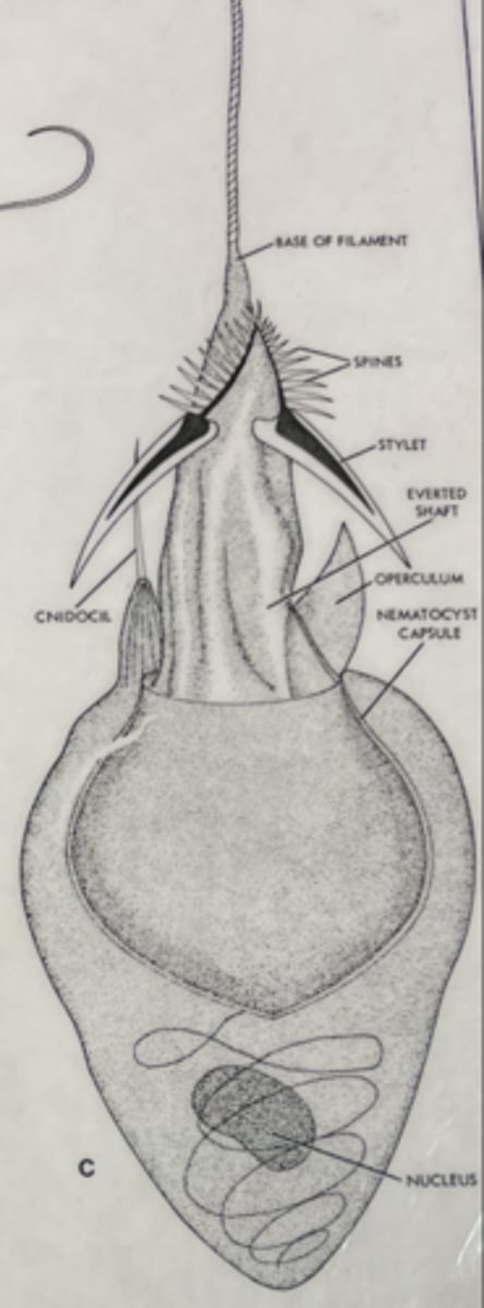 <p>Discharged nematocyst</p>