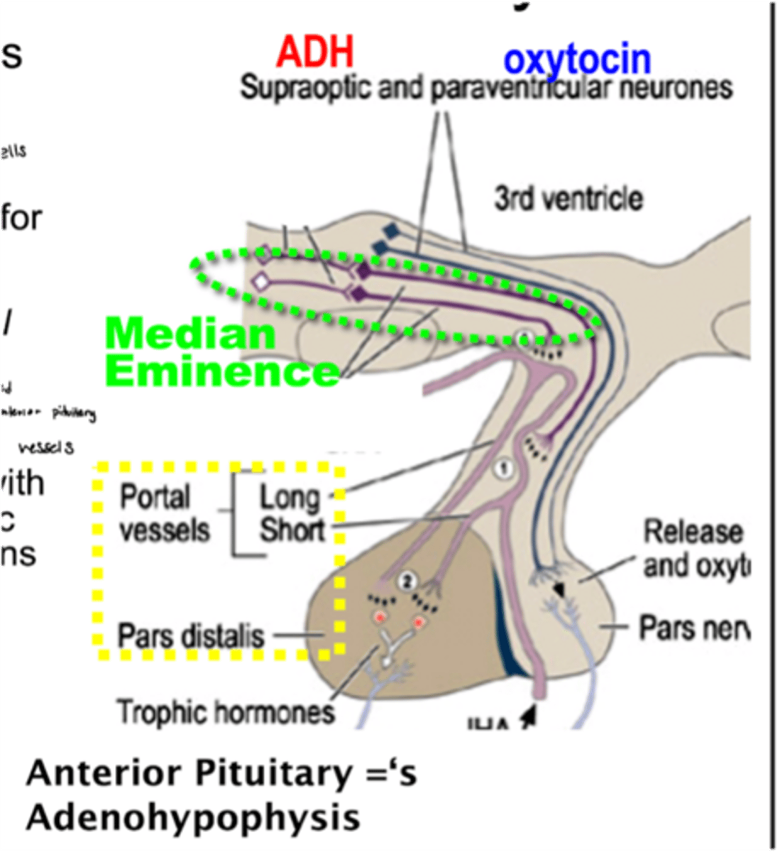 <p>1. made in the median eminence</p><p>2. travel through the hypothalamic-hypophysial portal system</p><p>3. arrive at anterior pituitary</p><p>4. AP responds with production &amp; release of tropic hormones</p>