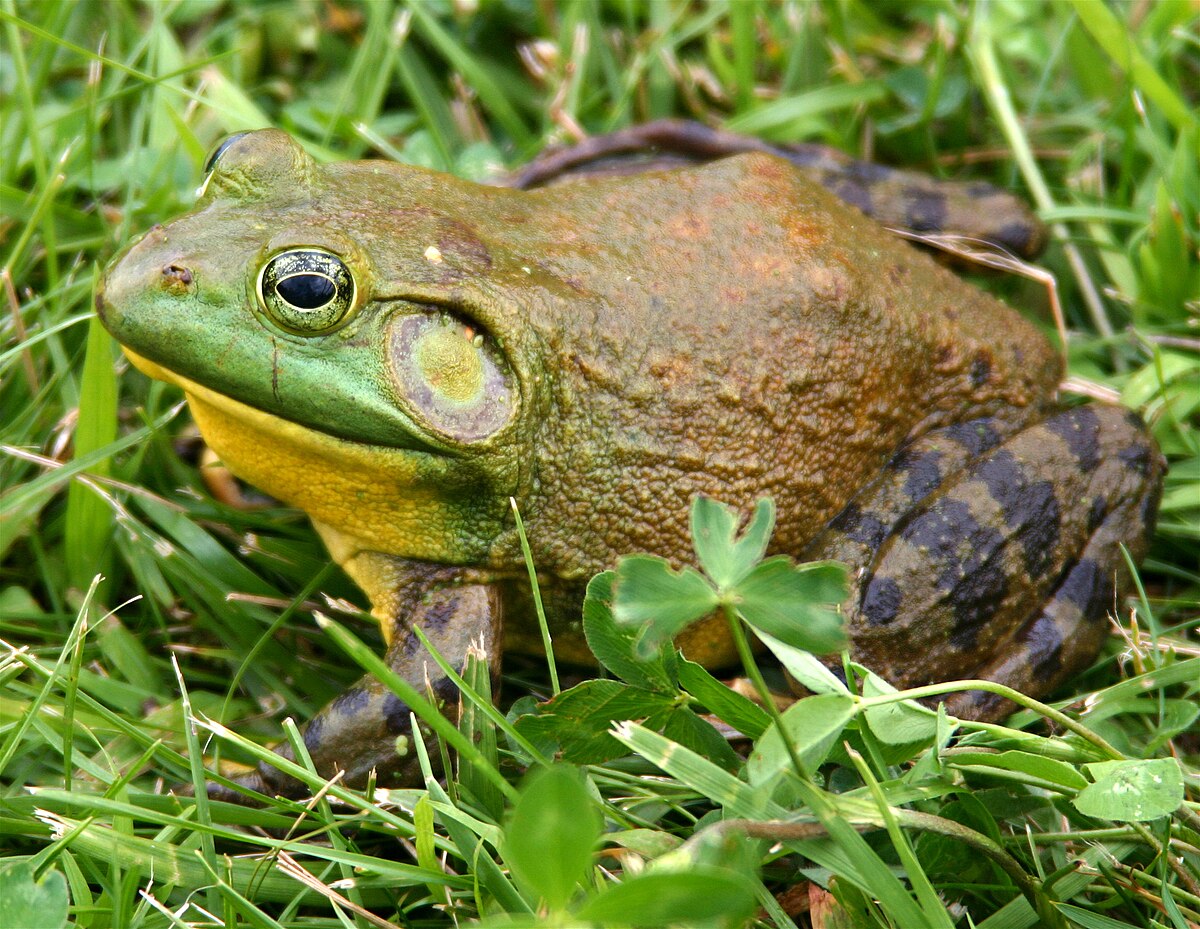 <p>bullfrog</p>