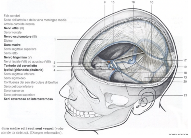 <ul><li><p>The great cerebral falx attaches anteriorly to the frontal crest &amp; to the cresta galli, then continues on the sagittal groove and attaches to the tentorium cerebelli on the midline </p></li><li><p>Characrerized by the great cerebral falx into 2 other subdivisions — </p><ul><li><p>Right &amp; left cerebral hemispheres</p></li></ul></li><li><p>The falx cerebri attaches anteriorly to the crista galli, then on the squamous portion of the frontal bone, then to the parietal bone, then to the occipital bone, and then it attaches on the midline of the tentorium cerebelli, where we have formation of one of the venous sinuses of the skull </p></li></ul>