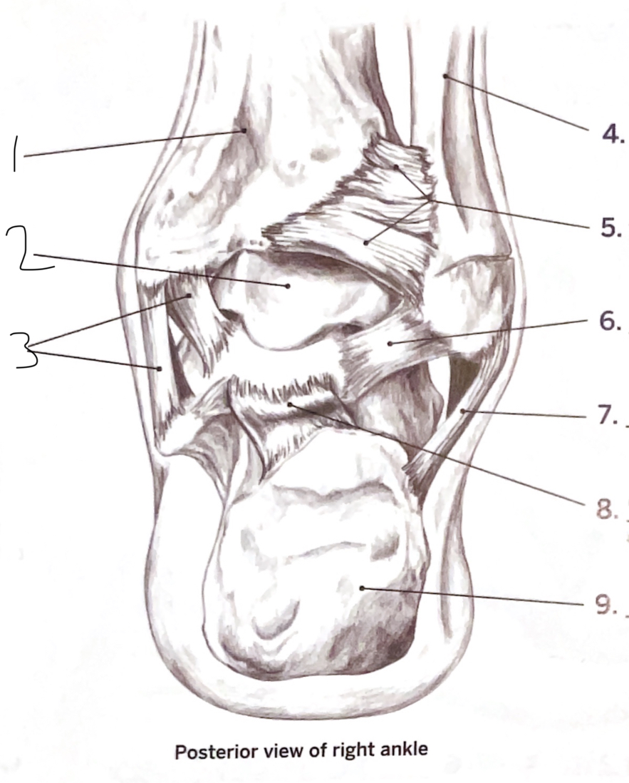 <p>3</p>