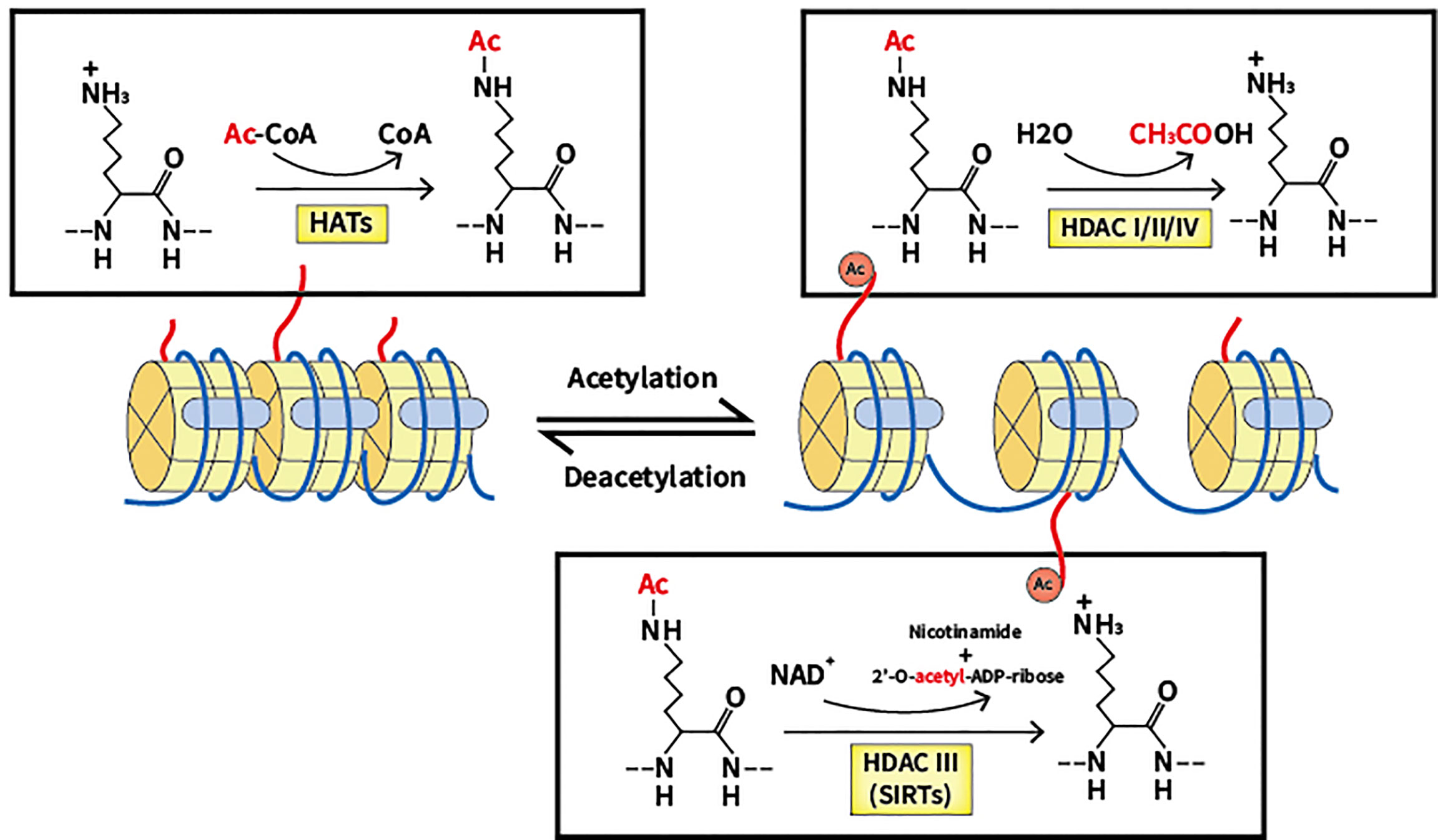 ADDITION OF ACETYL GROUPS TO TURN ON GENES.

When an acetyl group (-CH3CO) attaches to a histone, this relaxes the chromatin structures and they become less condense (partially unwound = euchromatin), meaning DNA code is more accessible to transcription factors, the gene is turned on and transcription occurs.
