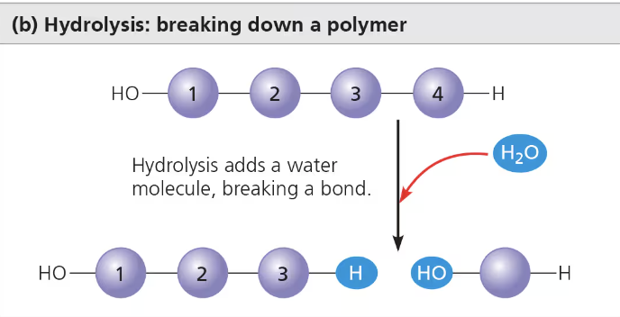 <ul><li><p>Polymers are disassembled</p></li><li><p>“lysis” - breaking</p></li><li><p>Catabolic</p></li><li><p>Reduces complexity</p></li><li><p>Water is needed as an input</p></li><li><p>Releases energy when bond is broken (exergonic)</p></li><li><p>Bond between monomers is broken by the addition of a water molecule</p><ul><li><p>Ex. Process of digestion: bulk of the organic material in our food is in the form of polymers that are much too large to enter cells, in digestive tract, various enzymes attack the polymers, speeding up hydrolysis.</p></li></ul></li></ul><p></p>