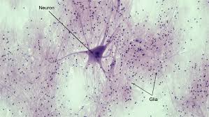 <p>Nervous Tissue — Location</p>