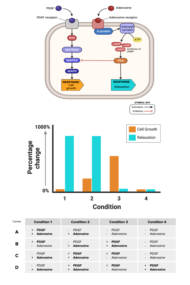 <p>Which row of the table (A through D) contains the combination of signaling molecules needed to produce the cellular responses shown in the figure?</p><ul><li><p><span>a. Row A</span></p></li><li><p><span>b. Row B</span></p></li><li><p><span>c. Row C</span></p></li><li><p><span>d. Row D</span></p></li></ul><p></p>