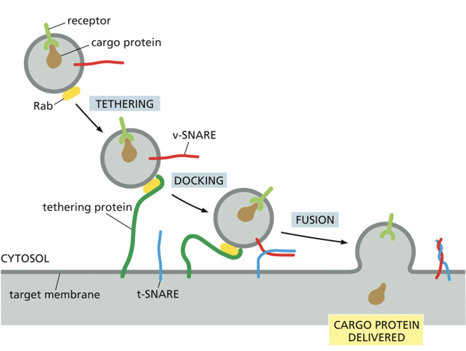 <ul><li><p>Additional proteins located outside the vesicle</p></li><li><p><span style="background-color: transparent;"><span>Have a complementary T-snare that is bound to the membrane the vesicle will eventually fuse with</span></span></p></li><li><p><span style="background-color: transparent;"><span>Snare proteins recognize final destinations and tether proteins to pull them closer for fusion. GTP is hydrolyzed to linearize the vesicle for fusion</span></span></p></li></ul><p></p>