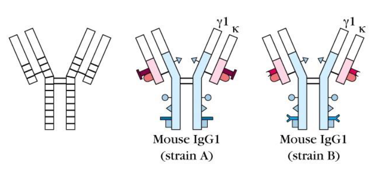 <p>identical constant regions with minor immunologic differences</p><p>found in some but not all members of the species. Thus individuals may possess a given determinant. Antibodies can be obtained by injection of the same species which does not have the determinant. Relaed to certain diseases</p><p>Individuals have minor differences in conserved regions based on genetic differences</p>