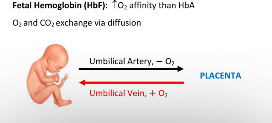 <p>Umbilical vein</p>