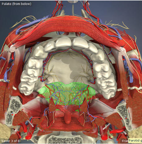 <p>Makes up the mid-front portion of the soft palate </p>