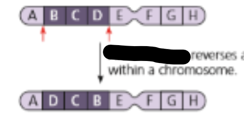 <p>portions of chromosome locations are switched</p><ul><li><p>ex: Walker-Warburg Syndrome</p></li></ul><p></p>