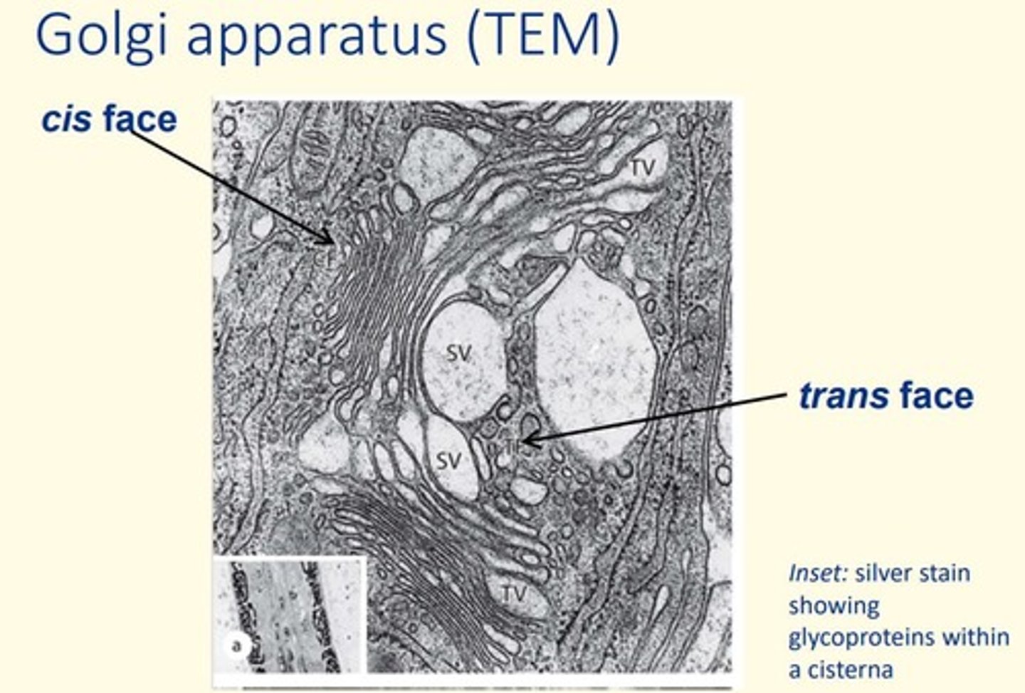 <p>1) Nuclear-facing cis face</p><p>2) The central medial Golgi</p><p>3) The trans Golgi network </p>