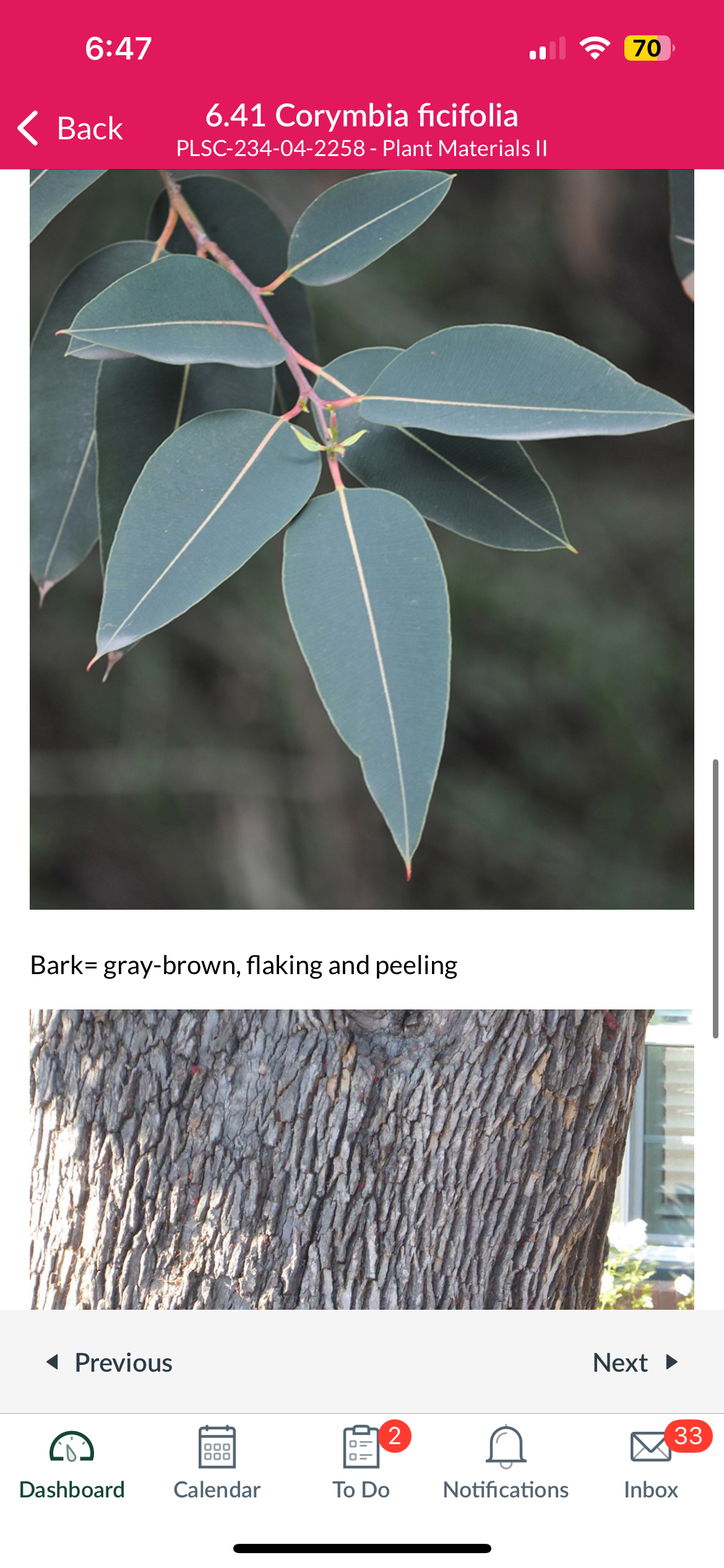 <p>Red flowering gum</p>