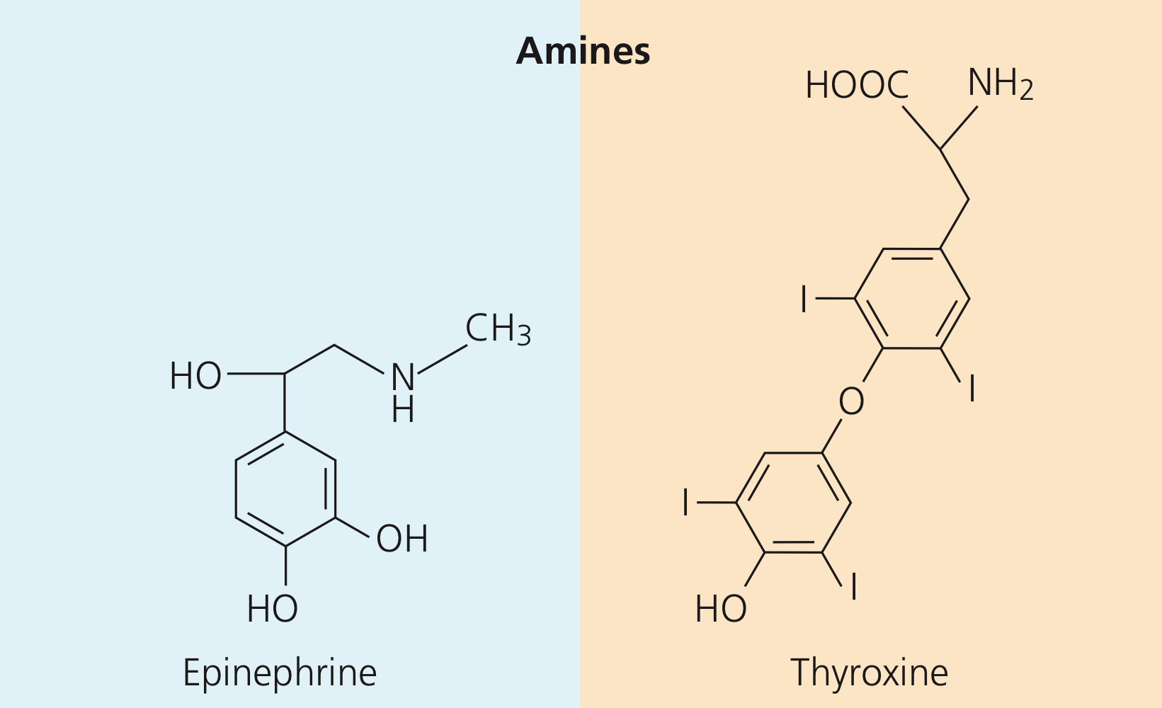 <p>Amino acid derivatives that can be water <strong>or</strong> lipid-soluble, typically reaching receptors in membranes <strong>or</strong> nuclei or cytoplasm.</p>