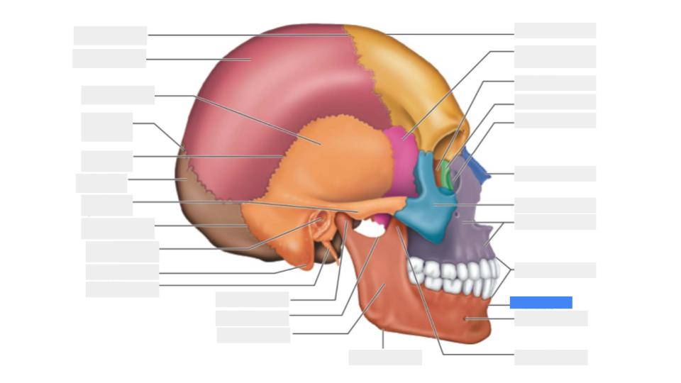 <p>Label the blue highlight</p>