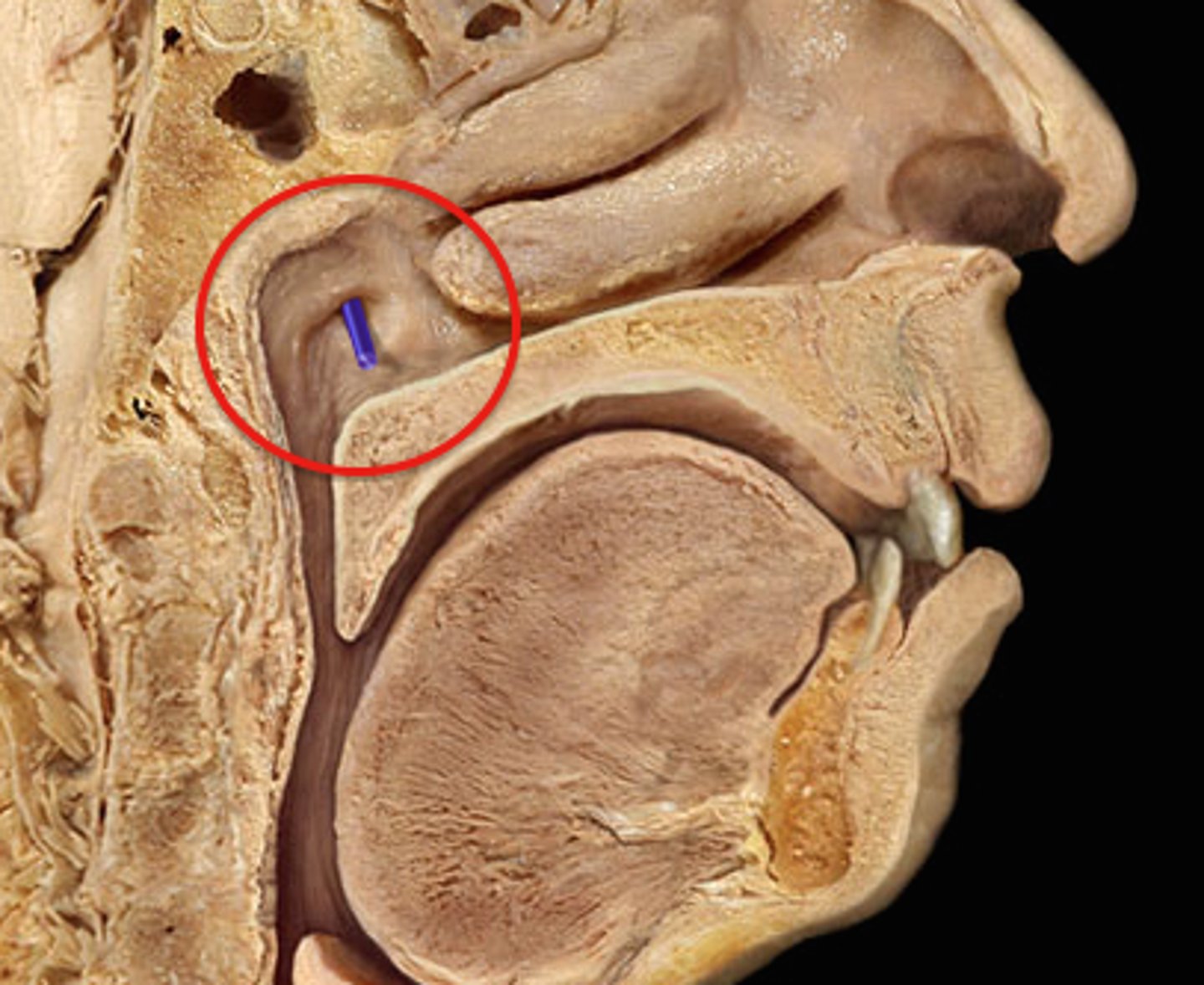 knowt flashcard image