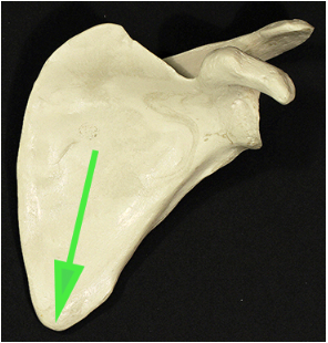 <p>Name the pointed part of the scapula marked by the green arrow.</p>