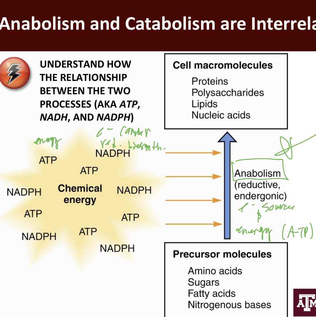 <p>Anabolism</p>