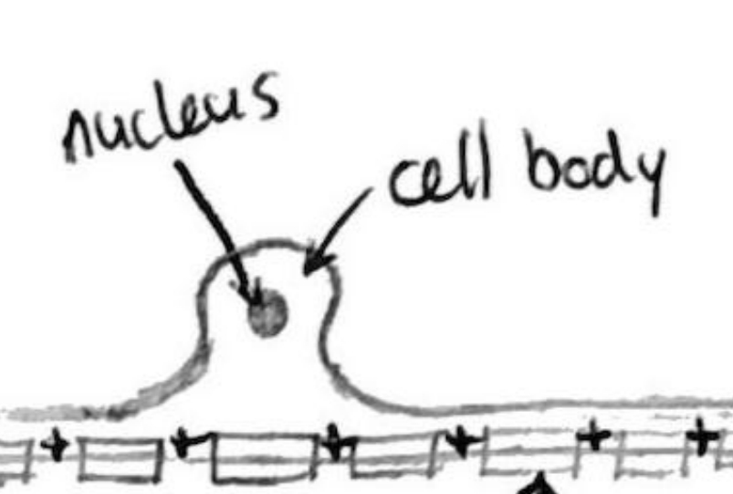 <p>Contains a nucleus and controls activities of the neuron. Produces neurotransmitters that then travel to neurotransmitter swellings where they are stored before being released into synaptic cleft.</p>