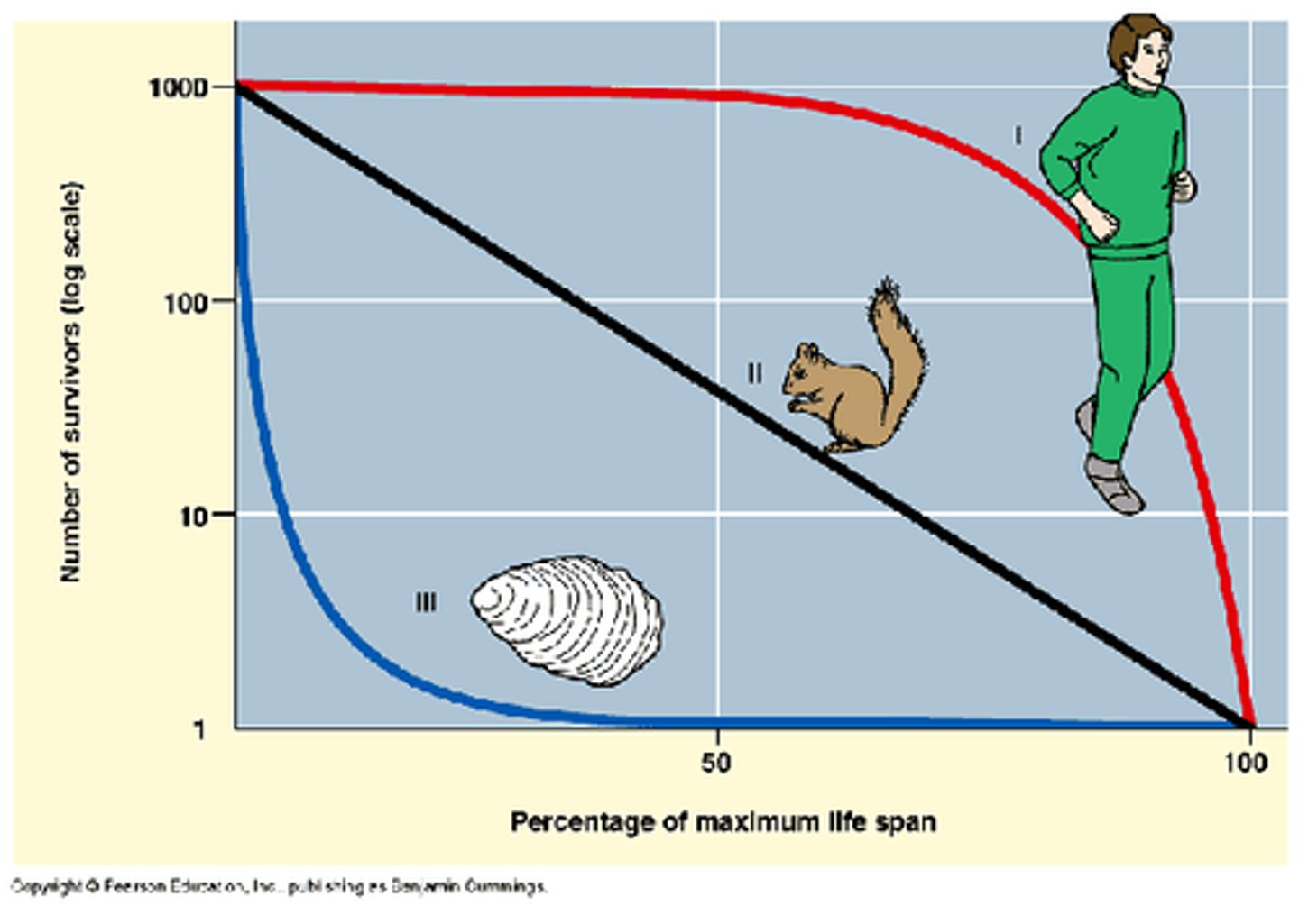 <p>Type I: are characterized by high age-specific survival probability in early and middle life, followed by a rapid decline in survival in later life. They are typical of species that produce few offspring but care for them well, including humans and many other large mammals.</p><p>Type II: curves are an intermediate between Types I and III, where roughly constant mortality rate/survival probability is experienced regardless of age. Some birds and some lizards follow this pattern.</p><p>Type III curves: the greatest mortality (lowest age-specific survival) is experienced early in life, with relatively low rates of death (high probability of survival) for those surviving this bottleneck. This type of curve is characteristic of species that produce a large number of offspring (see r/K selection theory). This includes most marine invertebrates. For example, oysters produce millions of eggs, but most larvae die from predation or other causes; those that survive long enough to produce a hard shell live relatively long.</p>