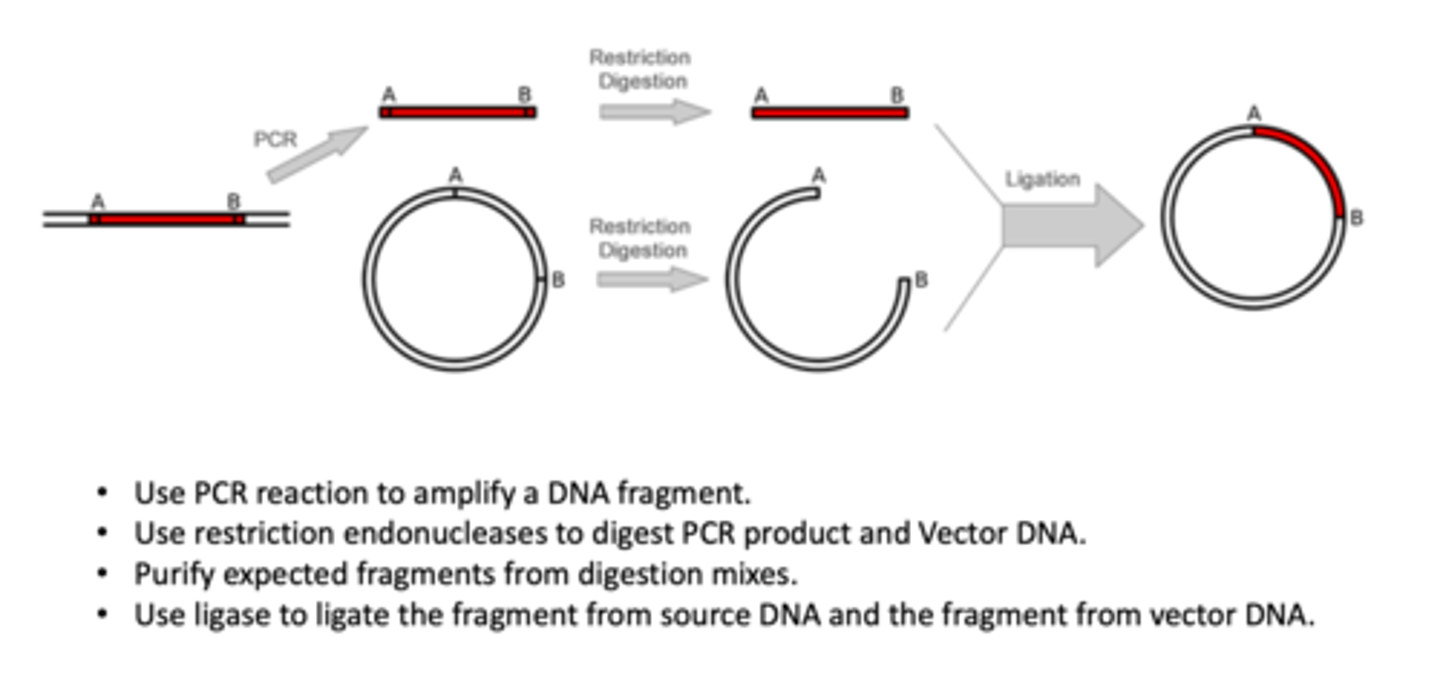 <p>1. use PCR reaction to amplify a NDA fragment</p><p>2. use restriction endonucleases to digest PCR product and vector DNA</p><p>3. purify expected fragments from digestion mixes</p><p>4. use ligase to ligate the fragment from source DNA and the fragment from vector DNA.</p><p>*step 4 involves cutting circular plasmid and adding DNA fragment to circular plasmid</p>