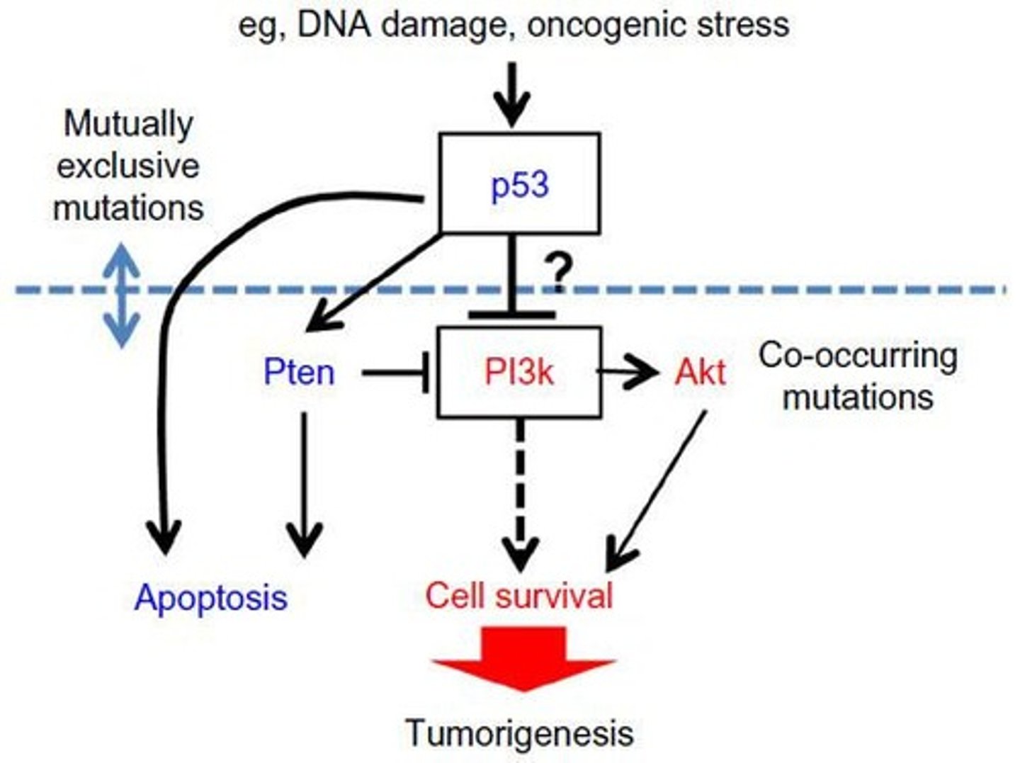 <p>p53 is the 'Guardian of the Genome'. It detects DNA damage and decides whether the cell should arrest, repair, or undergo apoptosis.</p>