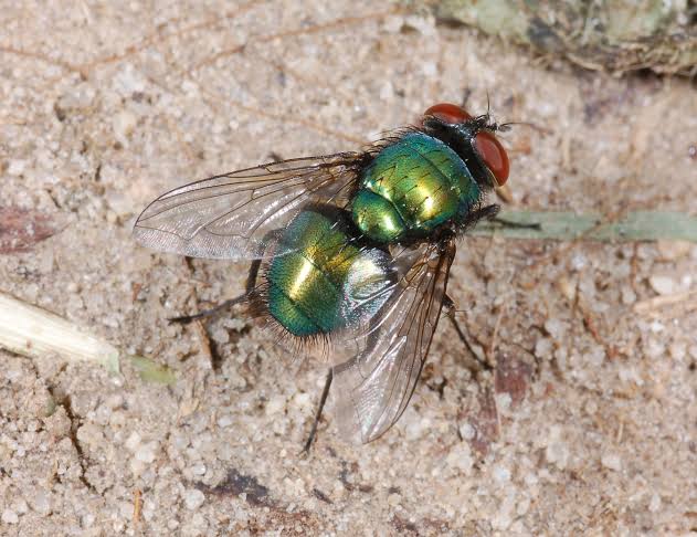 <p>Order Diptera: Calliphoridae: Blowflies</p>