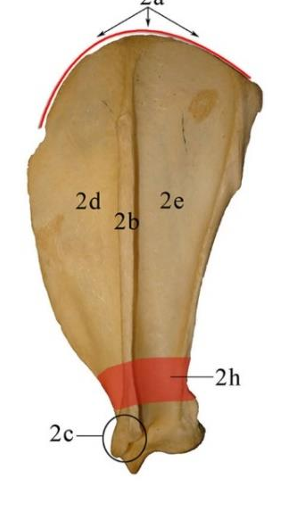 <p>Vad är 2c och vilka djur har den?</p>