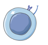 <ul><li><p>Effector T cell</p></li><li><p>help the activation of the adaptive immune response</p></li></ul><p></p>