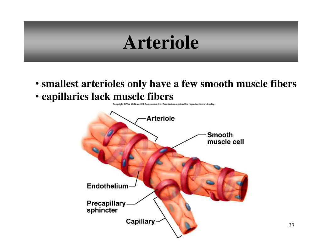 <p>define arterioles</p>