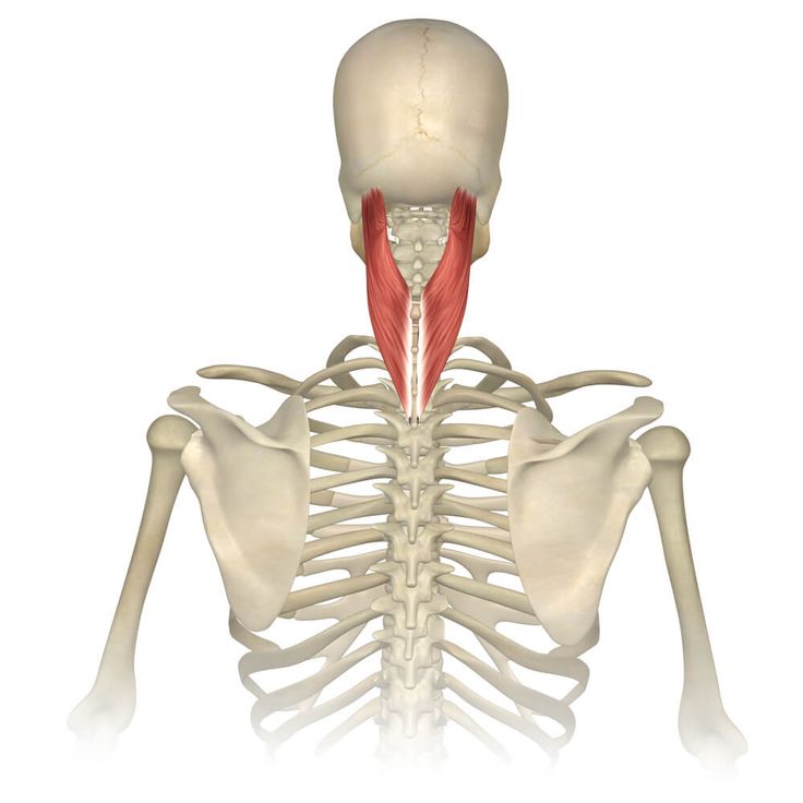 <p>Splenius Capitis (Intrinsic Back Muscle(Superficial))</p><p>Origin?</p><p>Insertion?</p><p>Action?</p><p>Innervation?</p>