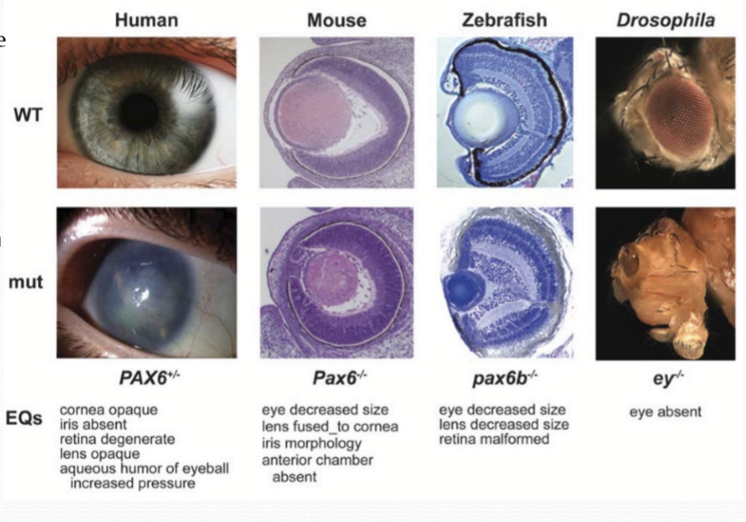 <p>It is the “master control gene” that is required for lens induction, lens fiber differentiation, corneal development, iris formation, retinal development, ciliary body, and lacrimal gland. Disruptions in PAX6 gene will cause severe ocular defects. </p>