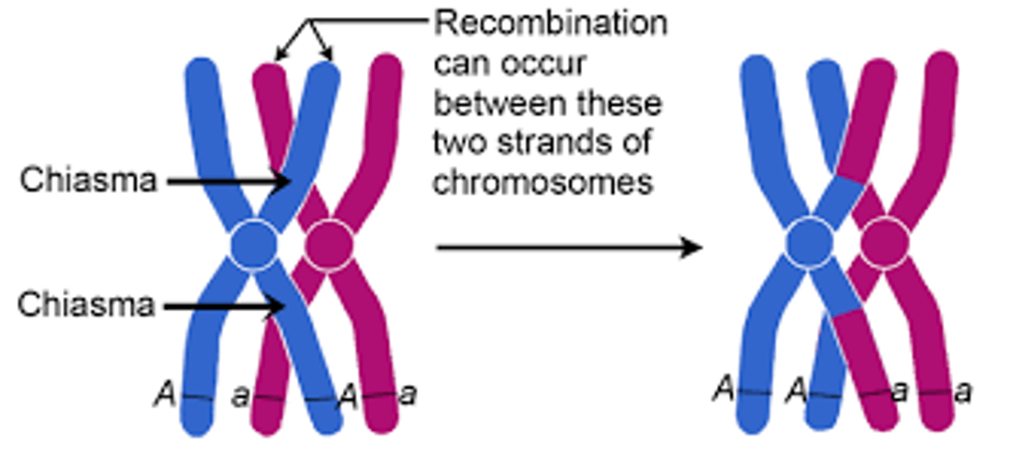 <p>A chiasmata is created, it is the point where two homologous chromosomes exchange genetic material.</p>